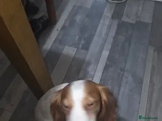 Cocker Spaniel dogs Cocker spaniel boy availble - Advert 6