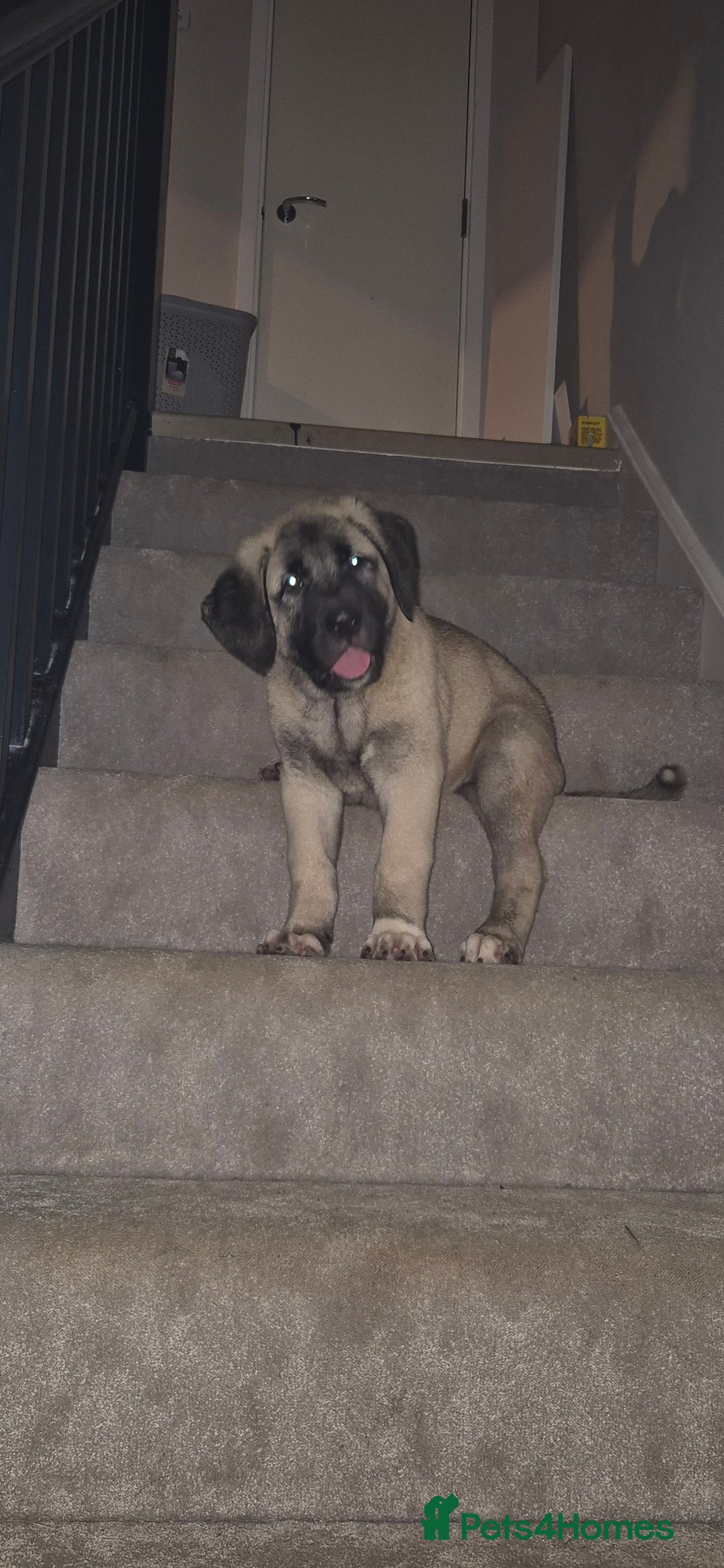 Turkish Kangal dogs for sale: Female Kangals - Advert 8