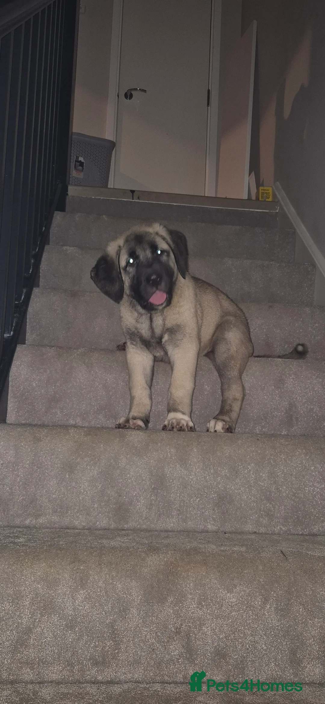 Turkish Kangal dogs for sale: Female Kangals - Advert 8