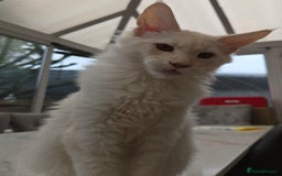 Maine Coon cats for sale: TICA REGISTERED PEDIGREE MAINE COON KITTEN'S - Image 1