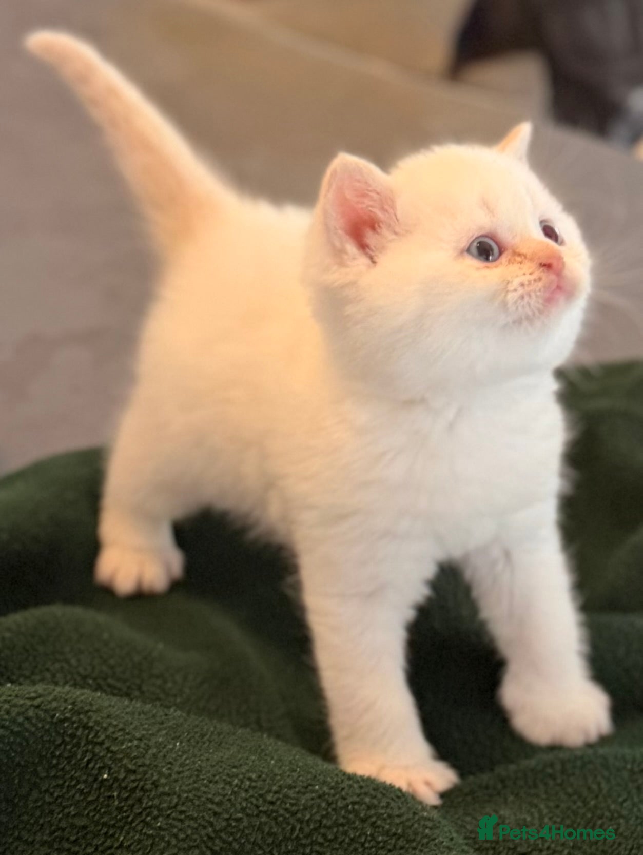 British Shorthair cats STUNNING GCCF REGISTERED LITTER - Advert 2