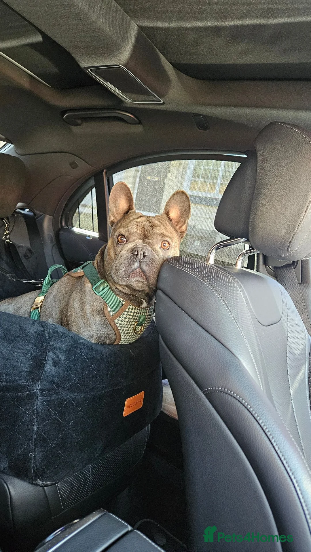 French Bulldog dogs for stud: Mrs loui  in Rowley Regis - Advert 2