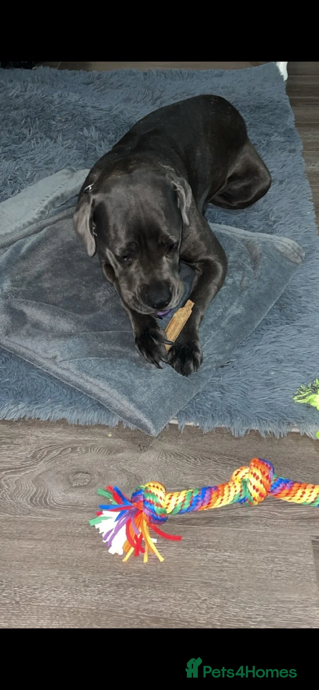 Cane Corso dogs for sale: Cane corso in Saint Helens - Advert 2