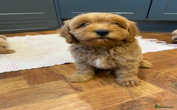 Cavapoochon dogs for sale: Gorgeous litter of Cavapoochon  - Image 10