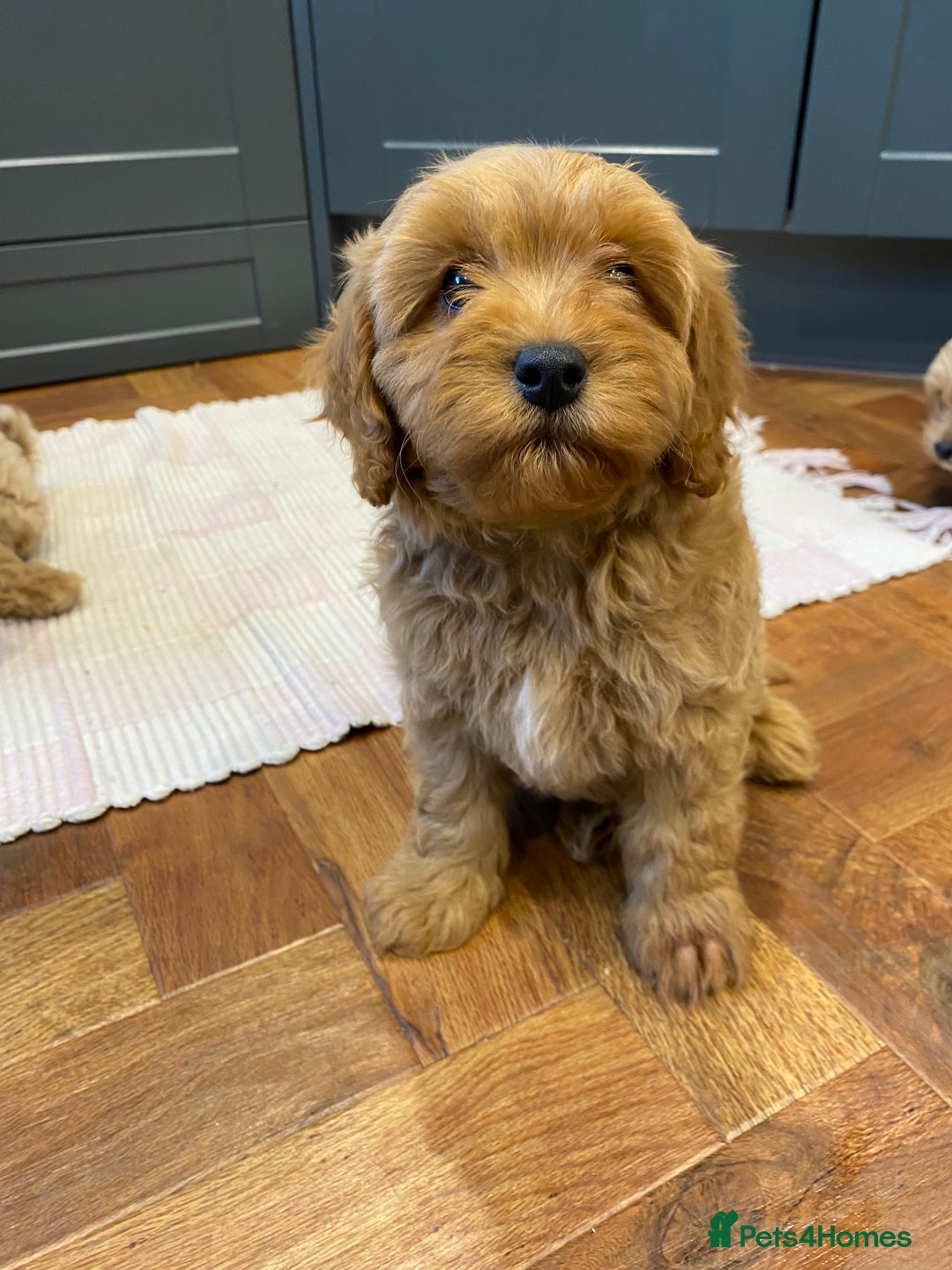 Cavapoochon dogs for sale: Gorgeous litter of Cavapoochon  - Image 10