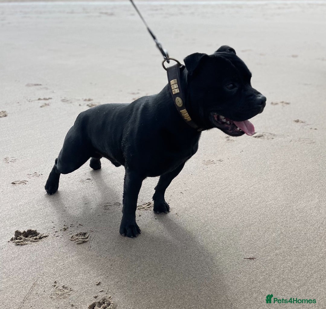 Staffordshire Bull Terrier dogs for stud: Phenomenal fertility- New Stud dog 2025 - Image 8