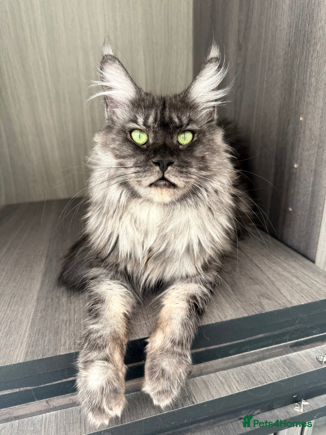 Maine Coon cats for sale: BLACK SMOKE 5 GENERATION PEDIGREE MAINE COONS - Image 8