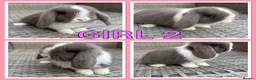 Mini Lop rabbits for sale: Mini lop babies  - Advert 4