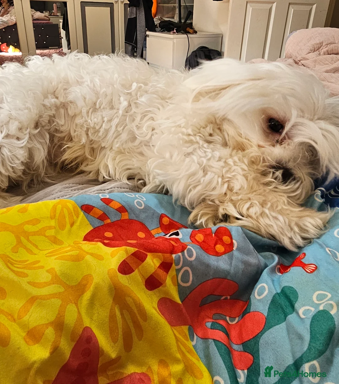 Morkie dogs for sale: Morkie puppies (2 girls and 1 boy) - Advert 11