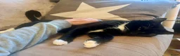 Domestic Shorthair cats for adoption: Ronnie, gentle 2 year old male - Advert 8