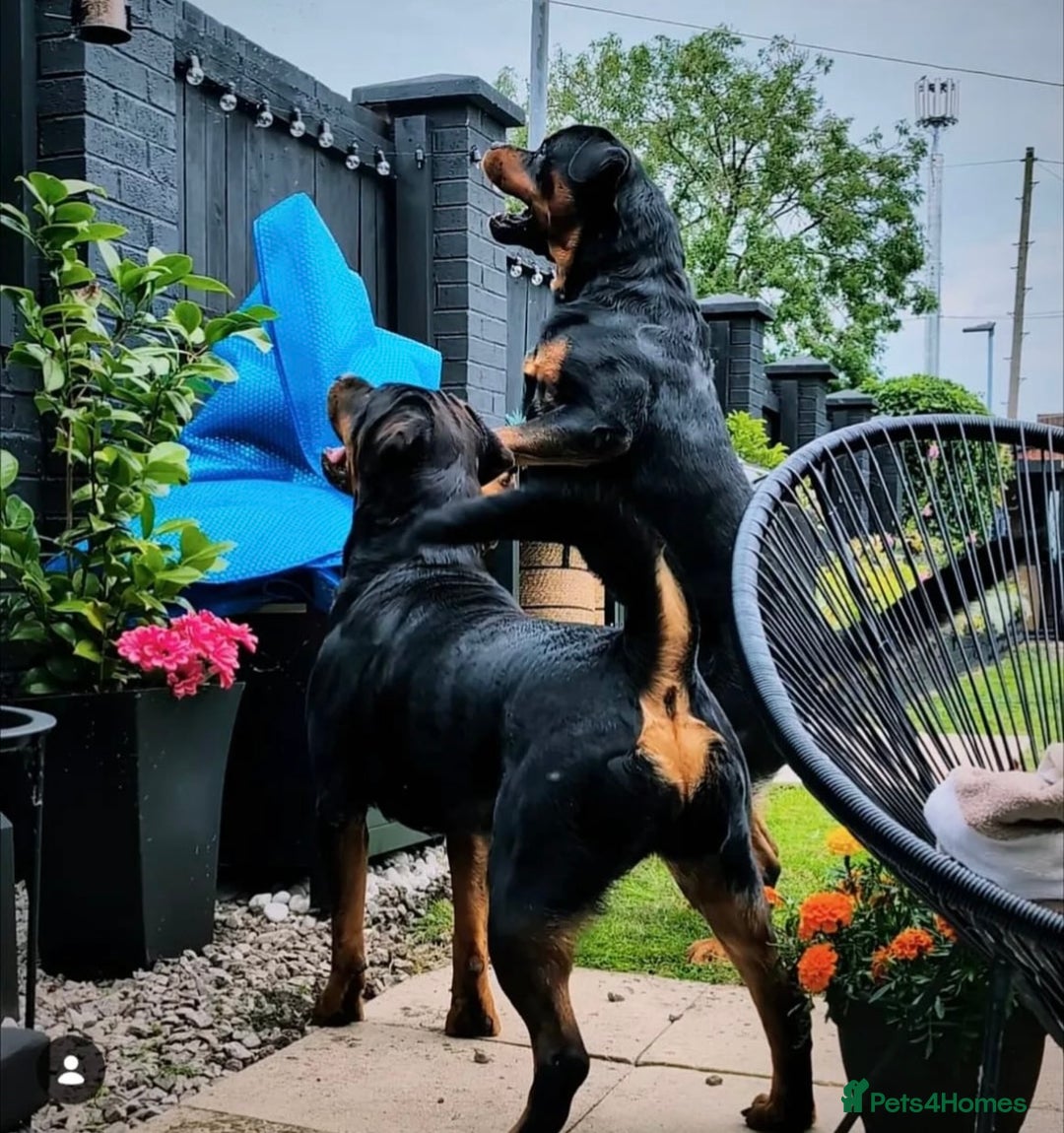 Rottweiler dogs for sale: Purebred Rottweiler Puppy – Ready for Loving Home - Advert 1