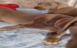 Labrador Retriever dogs for sale: Adorable Silver Labrador Puppies  - Image 18