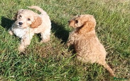 Cockapoo dogs for sale: Cockapoo X Cavapoo (Cockalierapoo) - Image 1