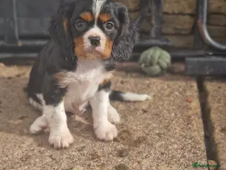 Cavalier King Charles Spaniel dogs Cavalier King Charles Spaniel! - Advert 12
