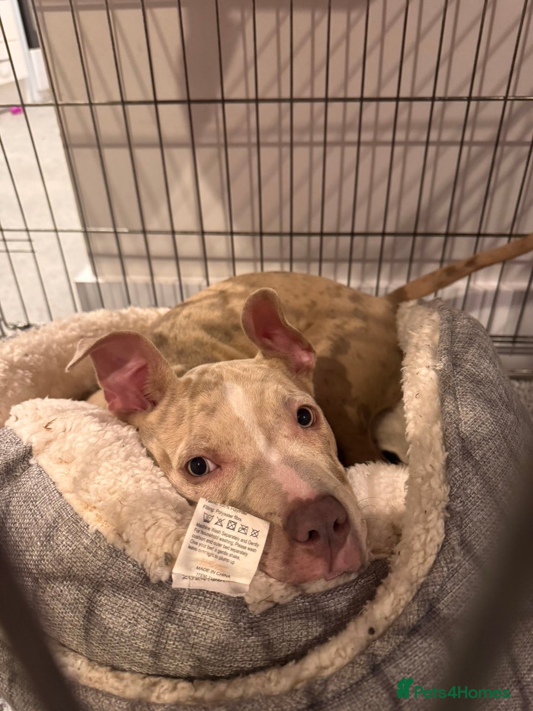 American Bully dogs for sale: 5 month old American bully x pocket bully - Advert 2