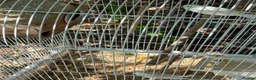 Cockatiels birds for sale: Young beautiful and healthy cocktails and budgies  - Advert 8