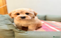 Australian Labradoodle dogs for sale: WALA Reg Apricot Australian Labradoodle Ready Now! - Image 2