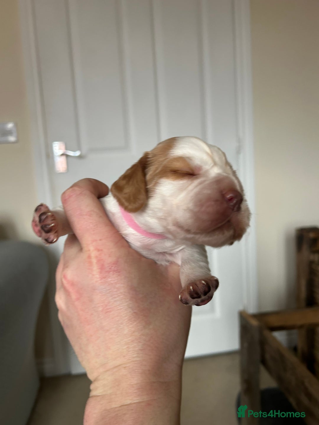 Cocker Spaniel dogs for sale: Working cocker pups - Advert 6