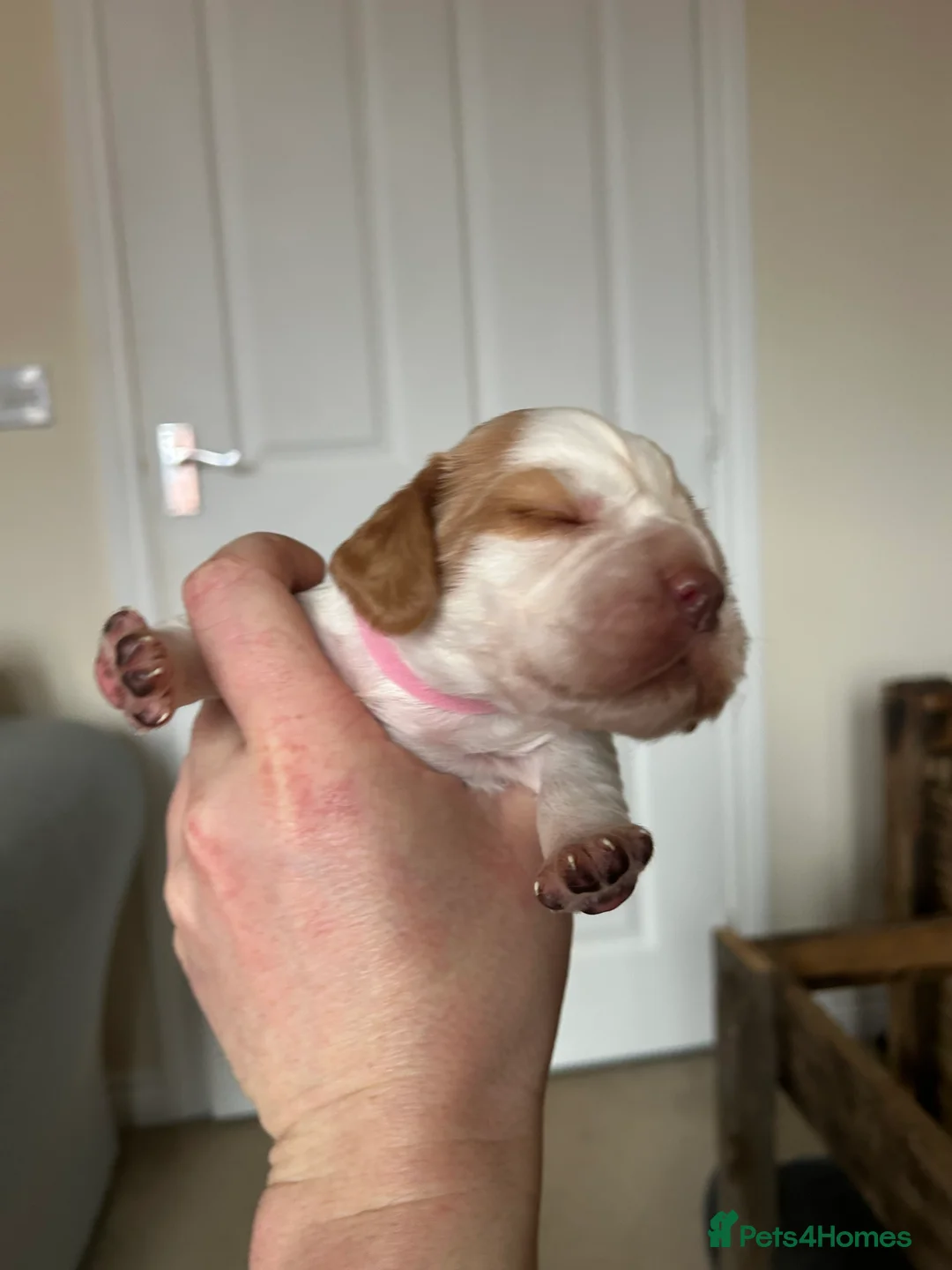 Cocker Spaniel dogs for sale: Working cocker pups - Advert 14