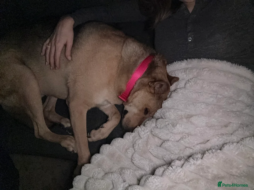 German Shepherd dogs for sale: URGENT REHOMING – FEMALE GERMAN SHEPHERD 🐾 - Advert 7