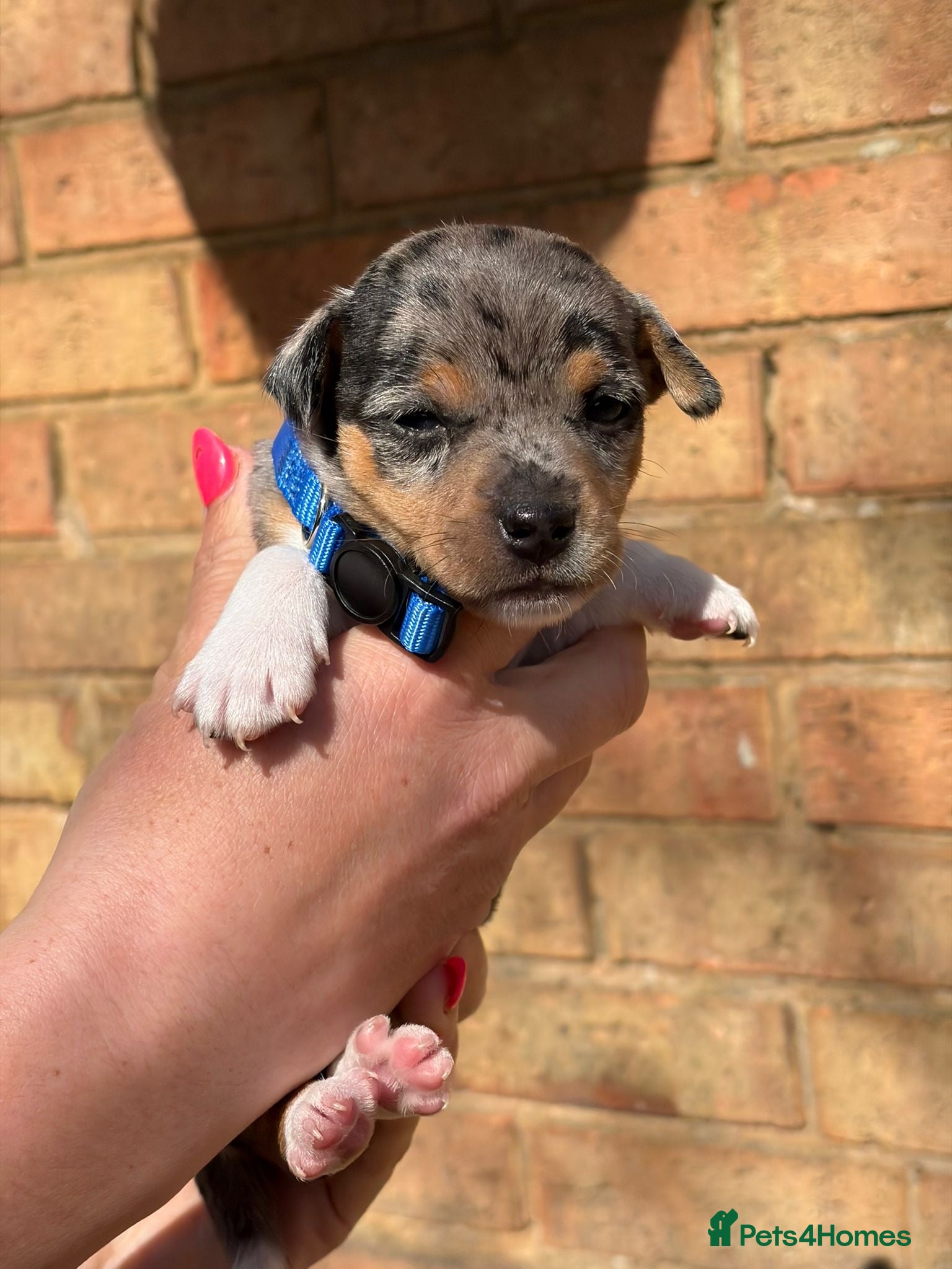 Jack Russell dogs ⭐️ mini Jack Russel puppies ⭐️ - Advert 2