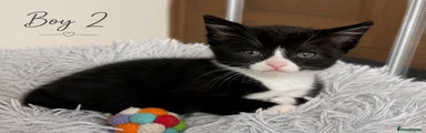 Boy 2