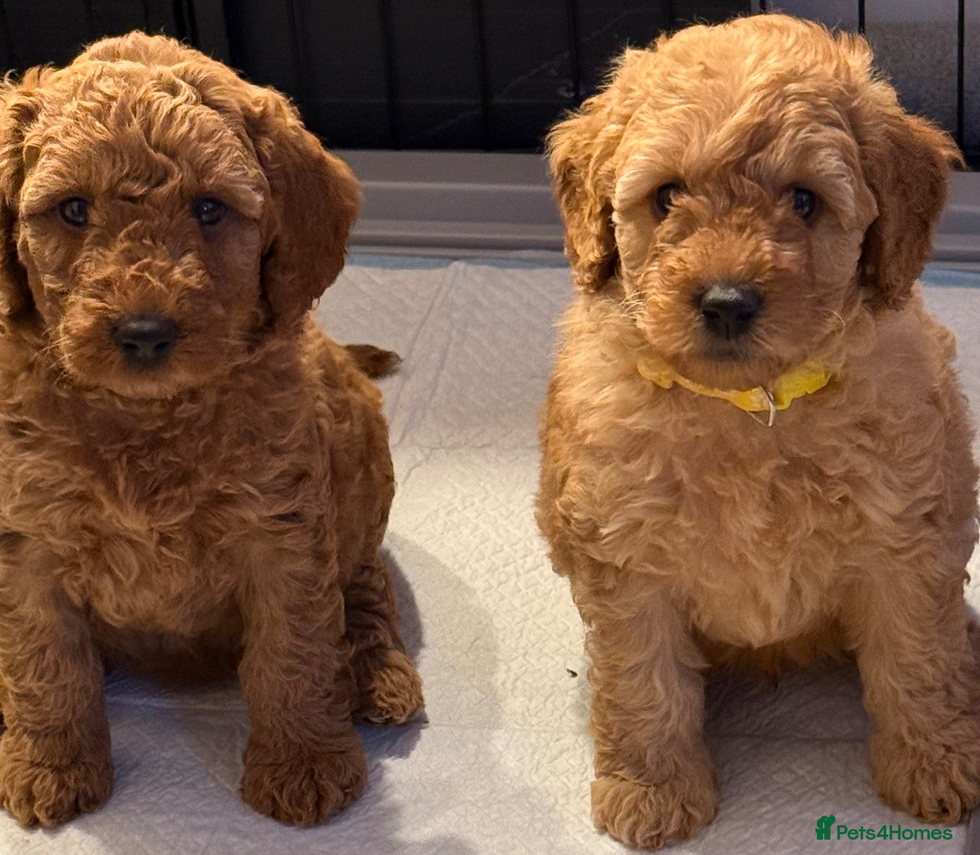 Labradoodle dogs F1BB Miniature Labradoodle Puppies – Home Raised - Advert 1