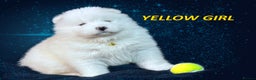 Samoyed dogs for sale: Puppies from three times champion father - Advert 13