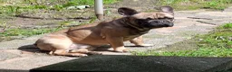 French Bulldog dogs for sale: Two male French Bulldogs, 2 years old. in Runcorn - Advert 7