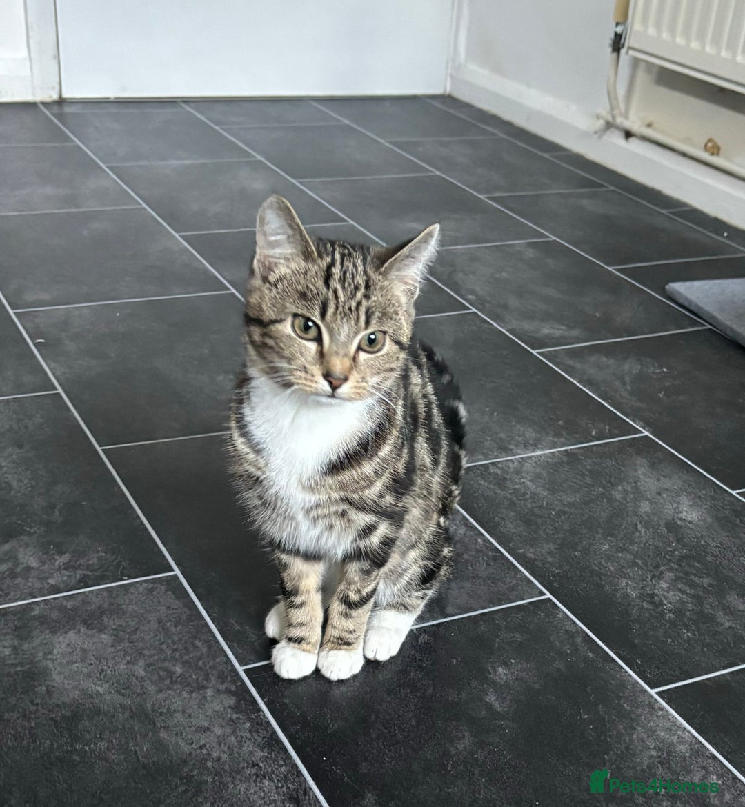 Mixed Breed cats for sale: 6 month old neutered kitten FEMALE  - Advert 2