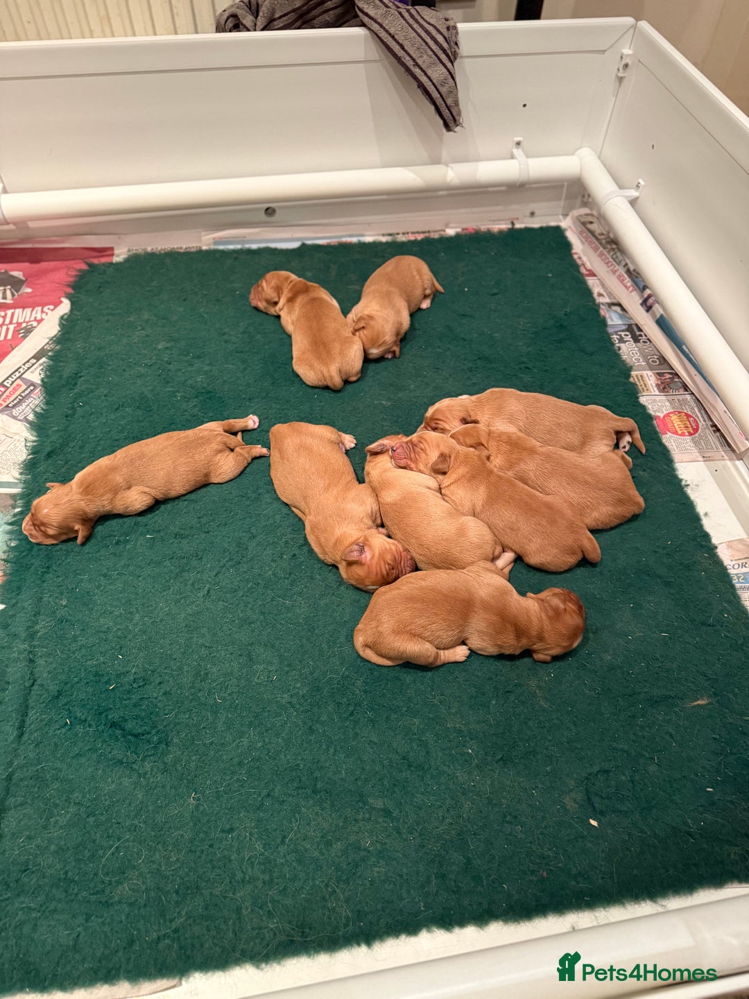 Golden Retriever dogs for sale: KC Working Golden Retriever Pups - Advert 6