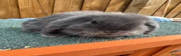 Mini Lop rabbits for sale: Mini lop girl bunny  in Ipswich - Advert 1