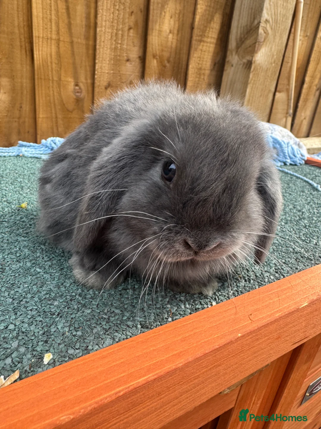 Mini Lop rabbits for sale: Mini lop girl bunny  in Ipswich - Advert 1