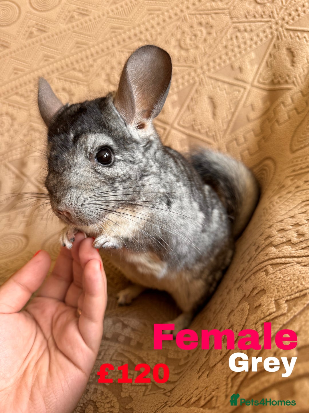 Chinchilla rodents for sale: 4 adult chinchillas and 2 kids for sale - Image 3