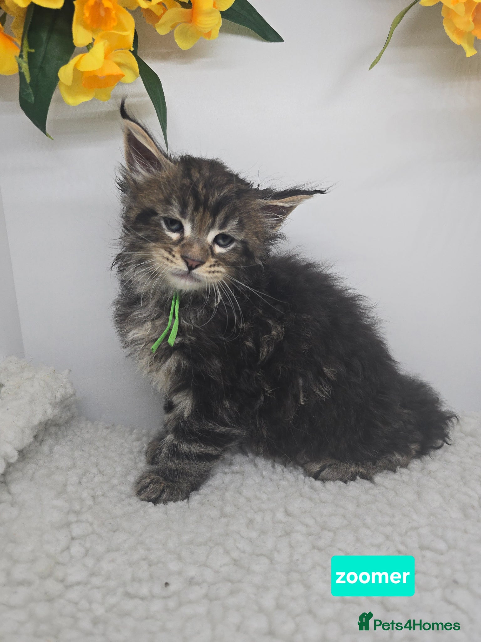 Maine Coon cats Stunning Silver & Black Tabby Maine Coon Kittens - Advert 2