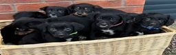 Mixed Breed dogs for sale: Cocker X Collie Puppies - Advert 4