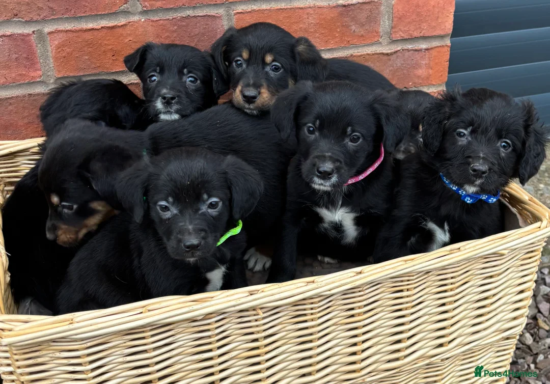 Mixed Breed dogs for sale: Cocker X Collie Puppies - Advert 4