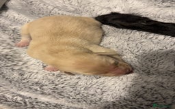 Labrador Retriever dogs for sale: Most beautiful litter of Labradors  - Image 15