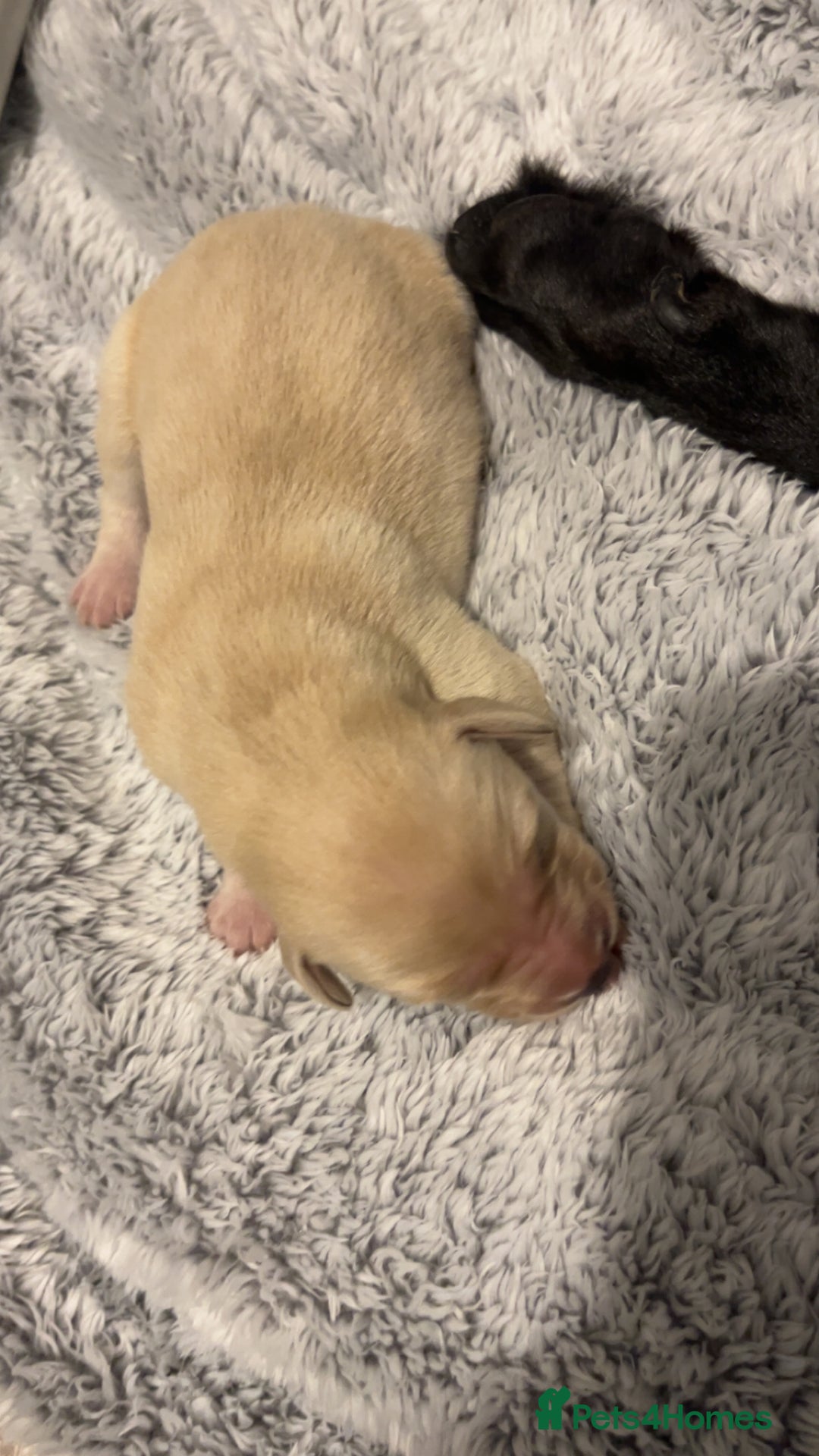 Labrador Retriever dogs for sale: Most beautiful litter of Labradors  - Image 15