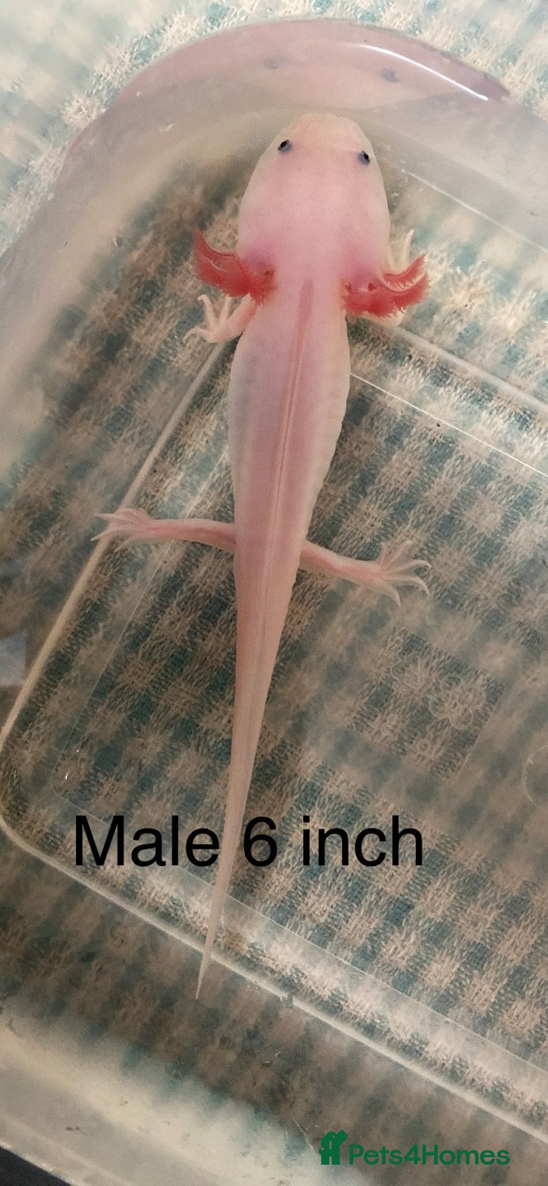 Axolotl reptiles for sale: Stunning Axolotls  - Advert 6