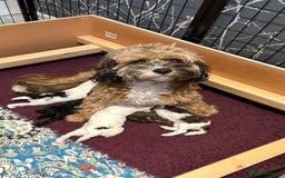 Cavapoo dogs for sale: F1b Cavapoos - Advert 11