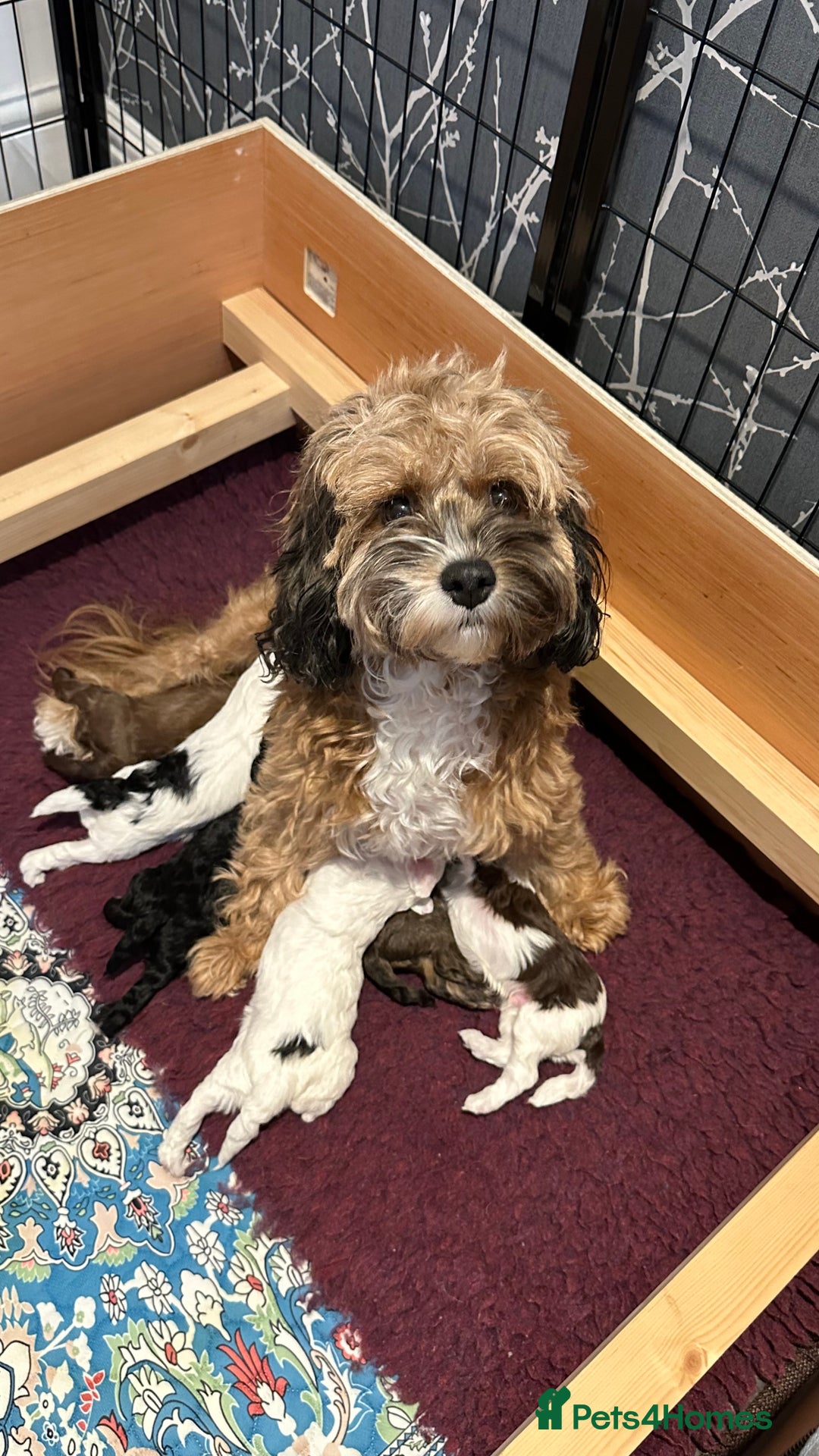 Cavapoo dogs for sale: F1b Cavapoos - Advert 11