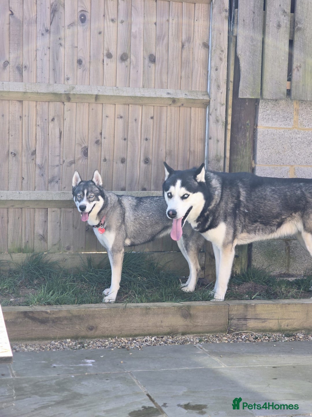 Siberian Husky dogs for stud: Gorgeous siberian husky for stud - Advert 5