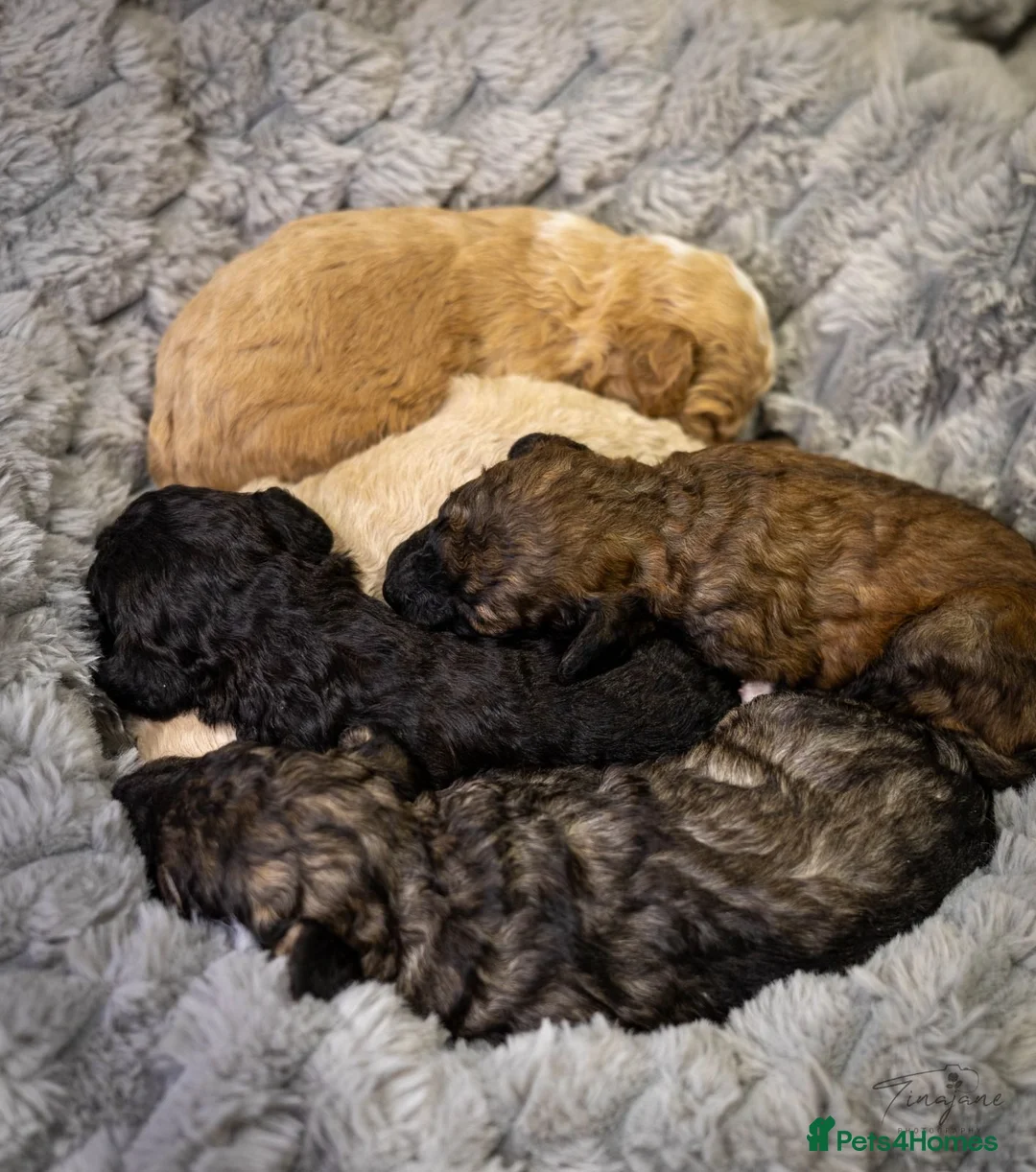 Mini Goldendoodle dogs for sale: Mini Goldendoodles - Advert 2