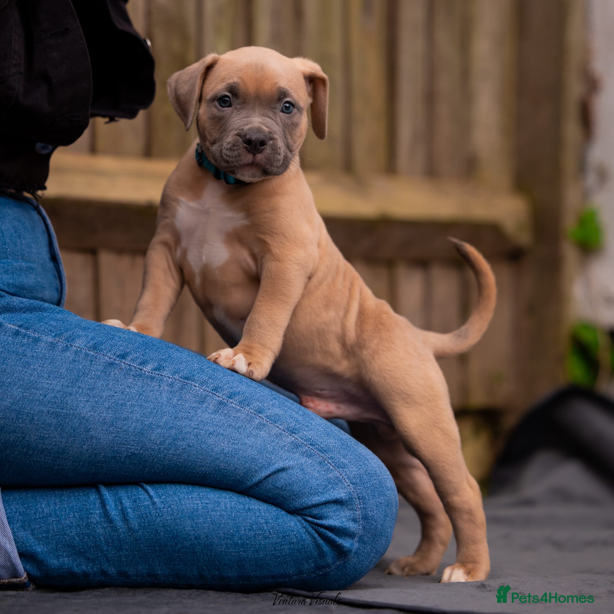 American Bully dogs for sale: American Bully Puppies - Advert 17