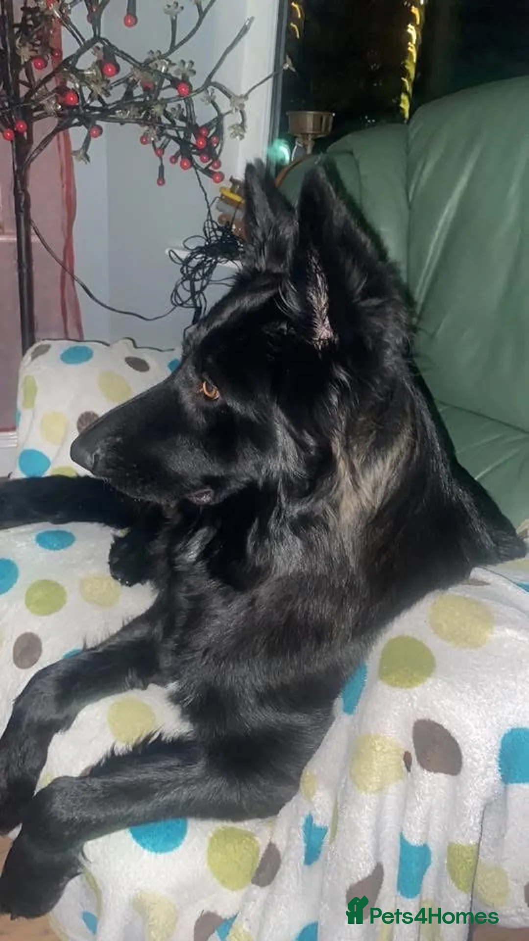 Mixed Breed dogs for sale: German Shepherd x Labrador puppies for sale 🐾 in Antrim - Advert 1