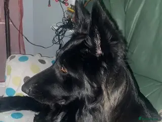 Mixed Breed dogs German Shepherd x Labrador puppies for sale 🐾 - Advert 4