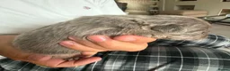 French Bulldog dogs for sale: Adorable Fluffy Frenchie - Advert 7