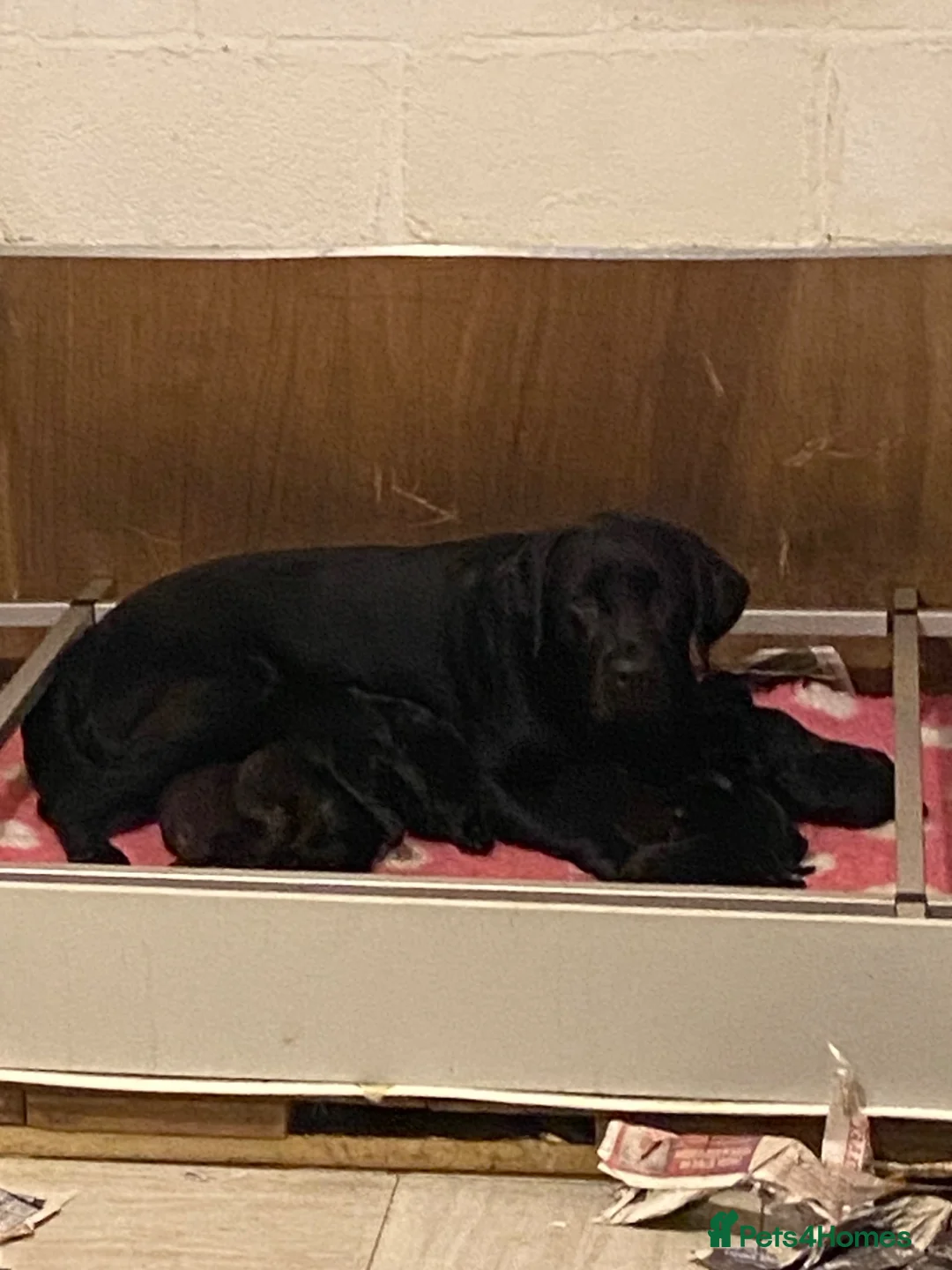 Labrador Retriever dogs for sale: Show bred quality labrador Retrievers in Newton Abbot - Advert 1