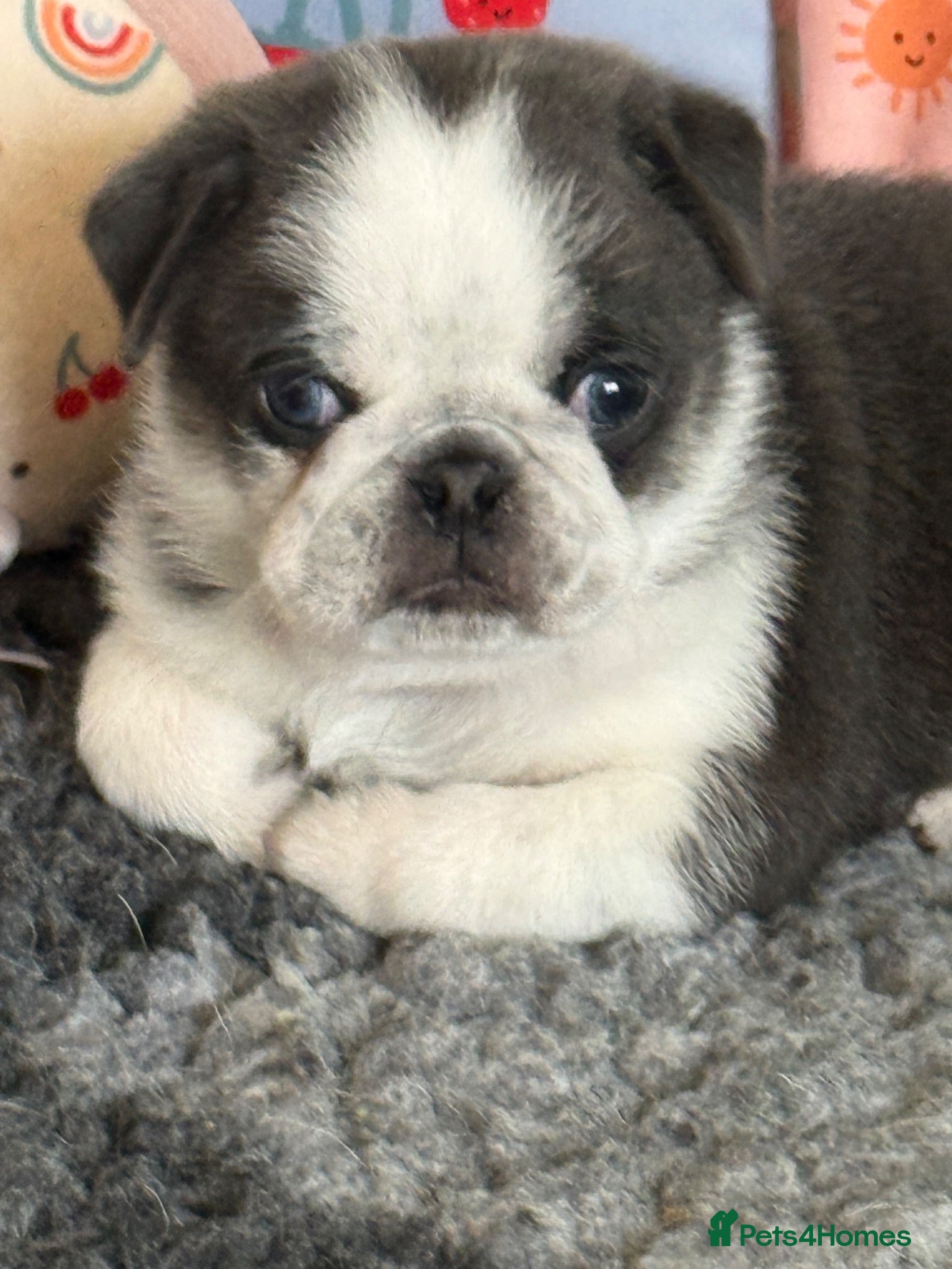 Pug dogs Kc pug puppies from a 5 star licensed breeder  - Advert 2